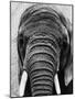 Face of an Elephant-null-Mounted Photographic Print