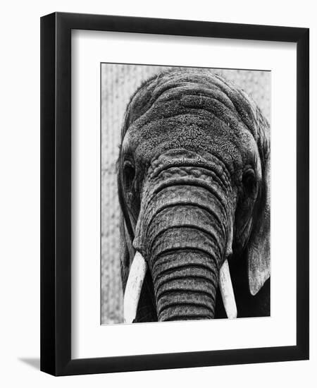 Face of an Elephant-null-Framed Photographic Print