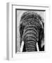 Face of an Elephant-null-Framed Photographic Print