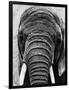 Face of an Elephant-null-Framed Photographic Print