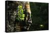 Face of Bayon-Steffen Hoppe-Stretched Canvas