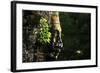 Face of Bayon-Steffen Hoppe-Framed Photographic Print