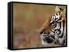 Face of Bengal Tiger in Profile-W. Perry Conway-Framed Stretched Canvas