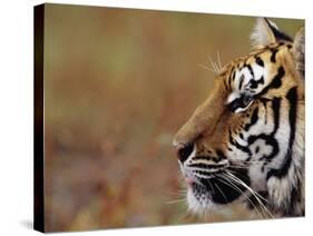 Face of Bengal Tiger in Profile-W. Perry Conway-Stretched Canvas