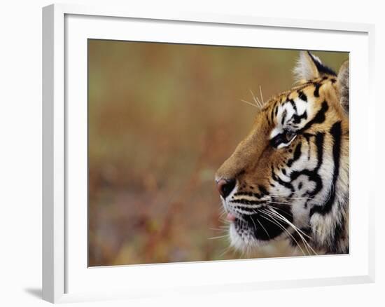 Face of Bengal Tiger in Profile-W. Perry Conway-Framed Photographic Print