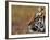 Face of Bengal Tiger in Profile-W. Perry Conway-Framed Photographic Print