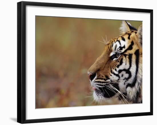 Face of Bengal Tiger in Profile-W. Perry Conway-Framed Photographic Print