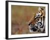 Face of Bengal Tiger in Profile-W. Perry Conway-Framed Photographic Print