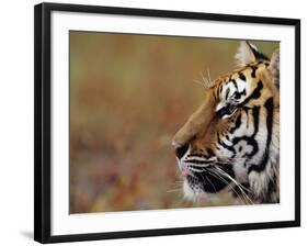 Face of Bengal Tiger in Profile-W. Perry Conway-Framed Photographic Print