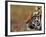 Face of Bengal Tiger in Profile-W. Perry Conway-Framed Photographic Print