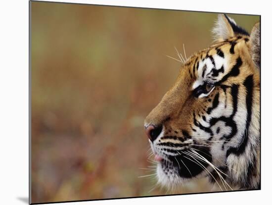 Face of Bengal Tiger in Profile-W. Perry Conway-Mounted Photographic Print