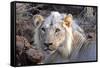 Face of Feeding Lion, Meru, Kenya-Kymri Wilt-Framed Stretched Canvas