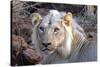 Face of Feeding Lion, Meru, Kenya-Kymri Wilt-Stretched Canvas