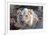 Face of Feeding Lion, Meru, Kenya-Kymri Wilt-Framed Photographic Print