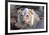 Face of Feeding Lion, Meru, Kenya-Kymri Wilt-Framed Photographic Print