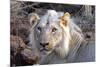 Face of Feeding Lion, Meru, Kenya-Kymri Wilt-Mounted Photographic Print