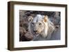 Face of Feeding Lion, Meru, Kenya-Kymri Wilt-Framed Photographic Print