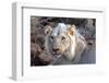 Face of Feeding Lion, Meru, Kenya-Kymri Wilt-Framed Photographic Print