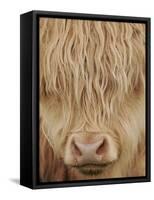 Face of Highland Catle, Scotland, UK-Niall Benvie-Framed Stretched Canvas