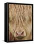 Face of Highland Catle, Scotland, UK-Niall Benvie-Framed Stretched Canvas