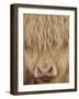 Face of Highland Catle, Scotland, UK-Niall Benvie-Framed Photographic Print
