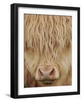 Face of Highland Catle, Scotland, UK-Niall Benvie-Framed Photographic Print