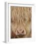 Face of Highland Catle, Scotland, UK-Niall Benvie-Framed Photographic Print