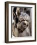 Face of Isaac, Detail from Sacrifice of Isaac-null-Framed Giclee Print