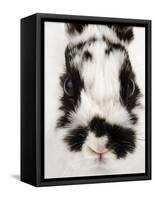 Face of Jersey Wooly Rabbit-Martin Harvey-Framed Stretched Canvas