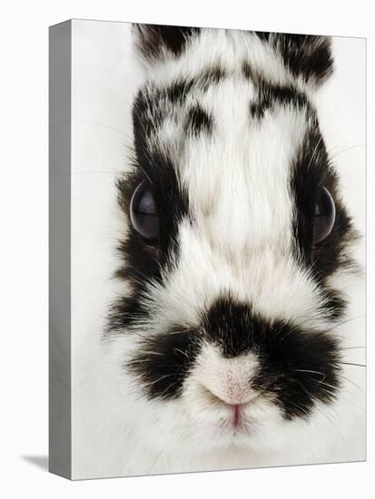 Face of Jersey Wooly Rabbit-Martin Harvey-Stretched Canvas