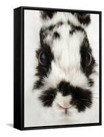 Face of Jersey Wooly Rabbit-Martin Harvey-Framed Stretched Canvas