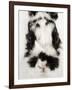 Face of Jersey Wooly Rabbit-Martin Harvey-Framed Photographic Print