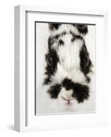 Face of Jersey Wooly Rabbit-Martin Harvey-Framed Photographic Print