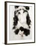 Face of Jersey Wooly Rabbit-Martin Harvey-Framed Photographic Print