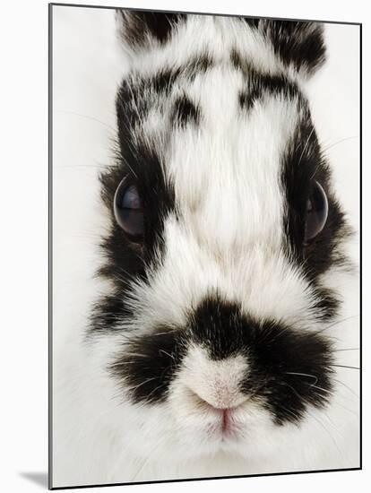 Face of Jersey Wooly Rabbit-Martin Harvey-Mounted Photographic Print