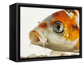 Face of koi fish-Martin Harvey-Framed Stretched Canvas