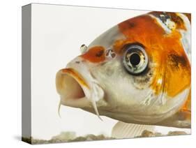 Face of koi fish-Martin Harvey-Stretched Canvas