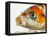 Face of koi fish-Martin Harvey-Framed Stretched Canvas