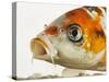 Face of koi fish-Martin Harvey-Stretched Canvas