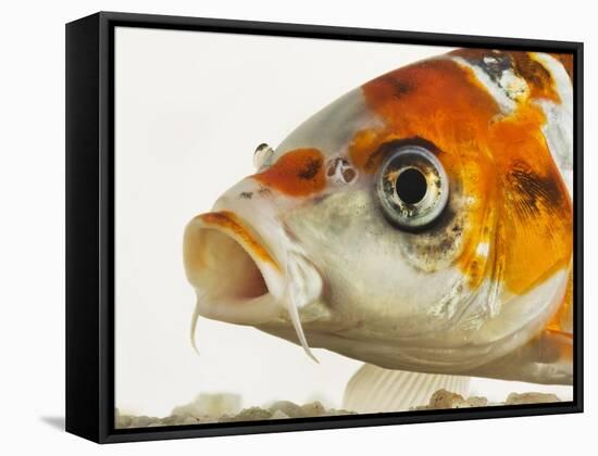 Face of koi fish-Martin Harvey-Framed Stretched Canvas