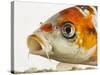 Face of koi fish-Martin Harvey-Stretched Canvas