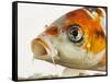 Face of koi fish-Martin Harvey-Framed Stretched Canvas