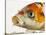 Face of koi fish-Martin Harvey-Stretched Canvas