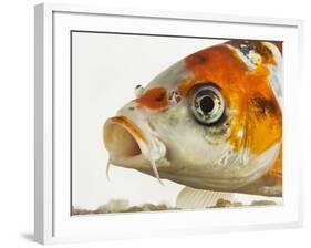 Face of koi fish-Martin Harvey-Framed Photographic Print