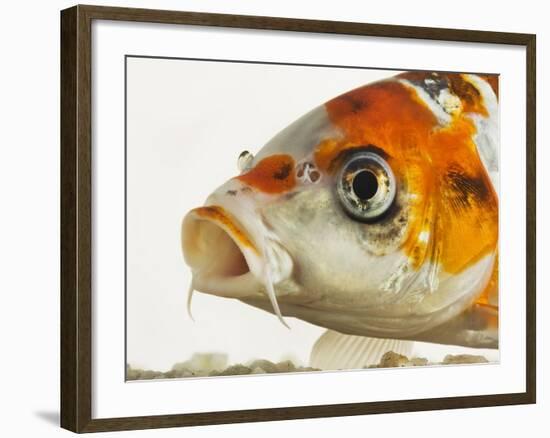 Face of koi fish-Martin Harvey-Framed Photographic Print