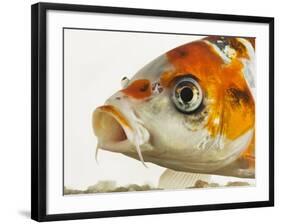 Face of koi fish-Martin Harvey-Framed Photographic Print