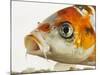 Face of koi fish-Martin Harvey-Mounted Photographic Print