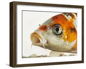Face of koi fish-Martin Harvey-Framed Photographic Print