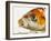 Face of koi fish-Martin Harvey-Framed Photographic Print