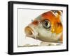 Face of koi fish-Martin Harvey-Framed Photographic Print